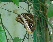 Butterfly Gardens of Costa Rica | Monteverde Tours